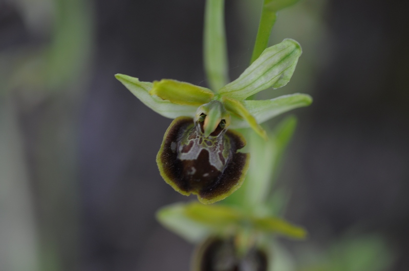 id.Ophrys